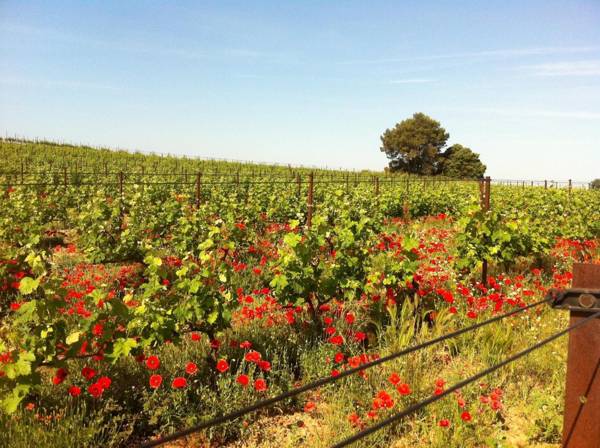 Maison De Margot Peyriac-Minervois Kültér fotó